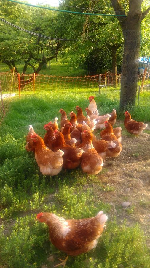 S'Husli Bed & Breakfast Embrach Bagian luar foto